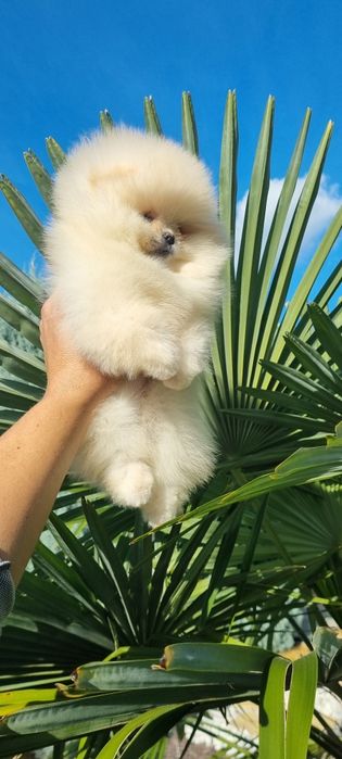 Померан померанче