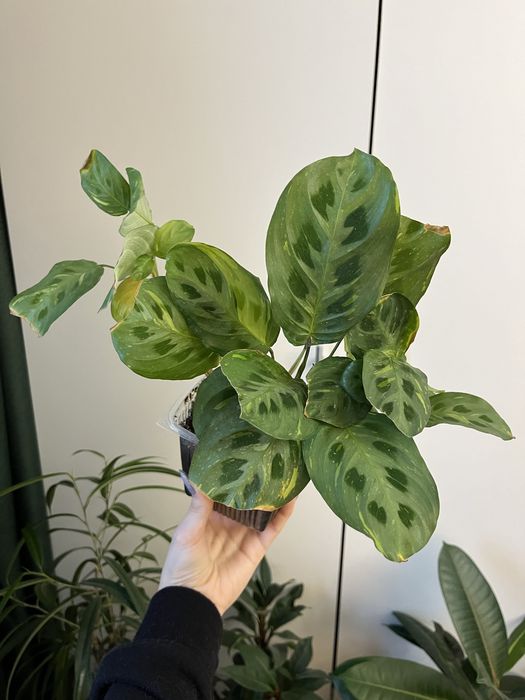 Цветок Маранта Керховиана