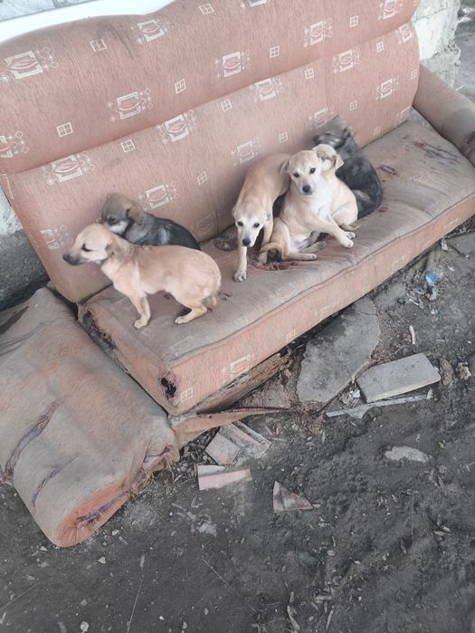 Adopții cățeluși