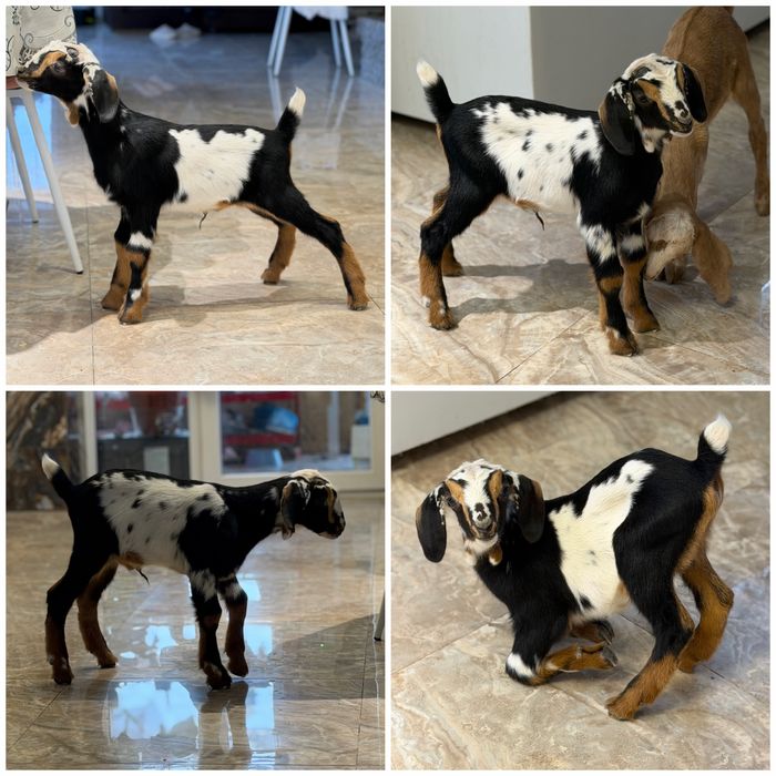 Козлик Альпонуб!