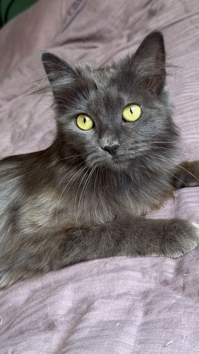 Кошка редкой породы Нибелунг