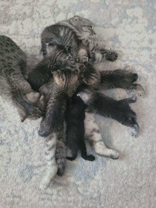 Продам породистых котят