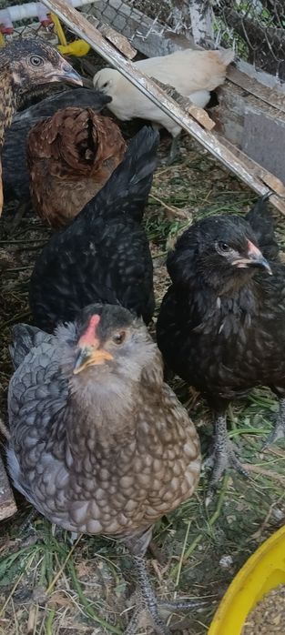 Продам цыплят амеракуана