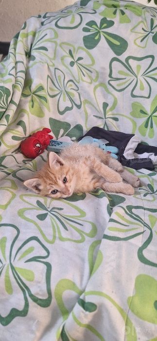 Кошечки маленькие малыши