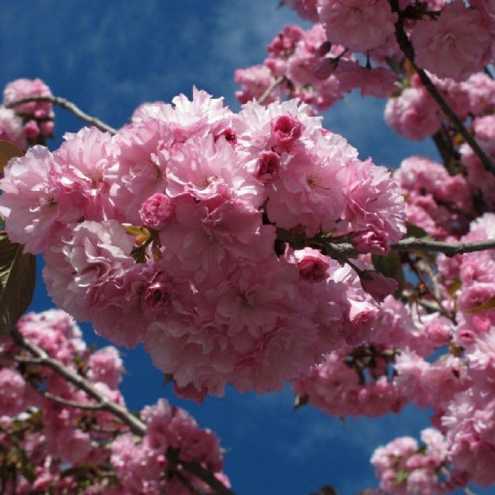 Cires Japonez (Royal Burgundy)