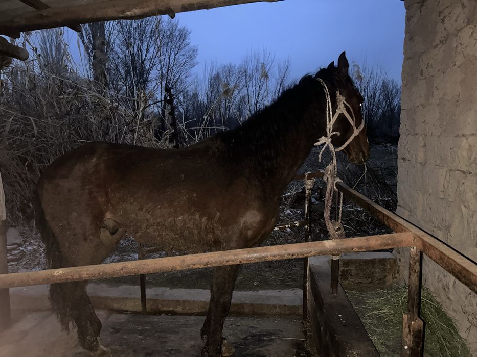 Кунан шыкпа сатылады