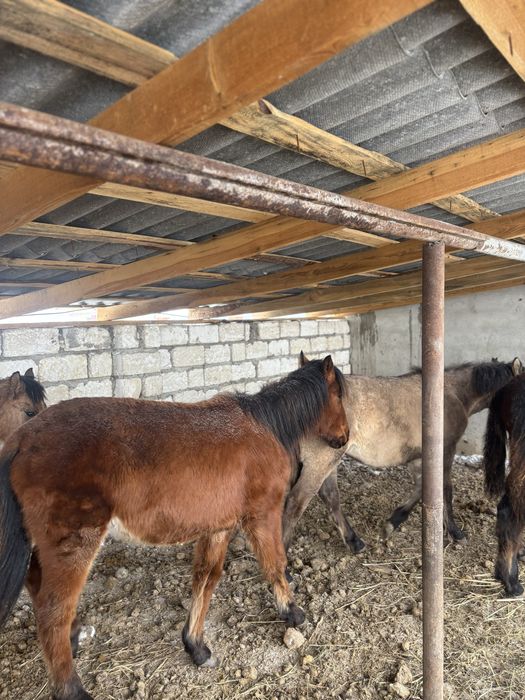 Продам жабагы срочно