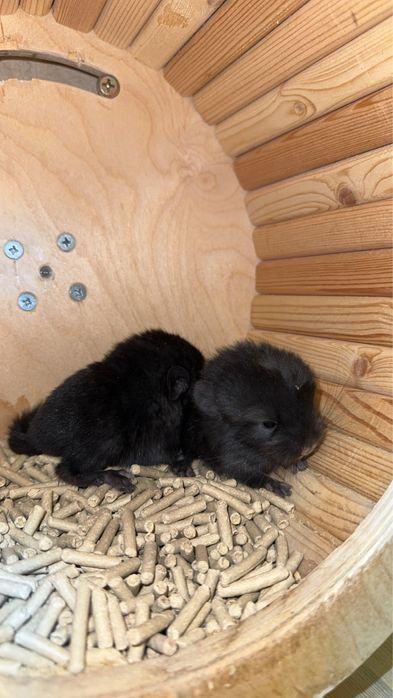 Детеныши шиншиллы