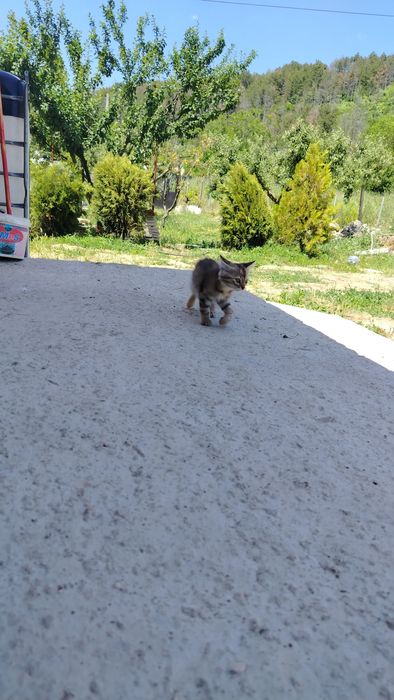 Подарява Котенца