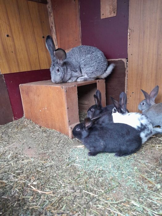 Продам крольчат породы Строкачи