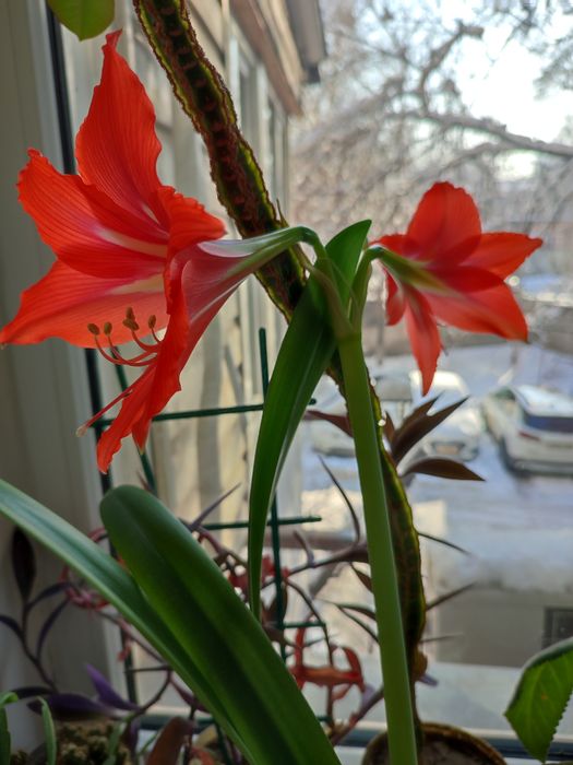 Продам комнатные цветы