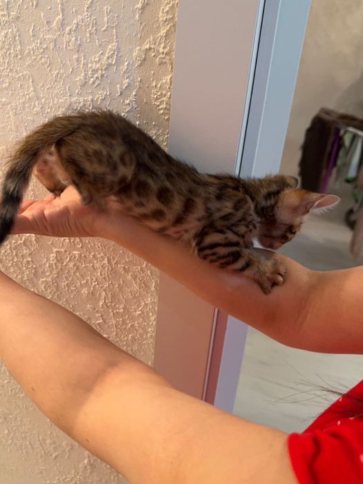 Красивые котята леопарды бенгалы