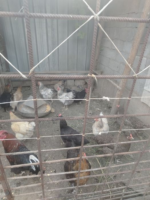Продам куреи светных