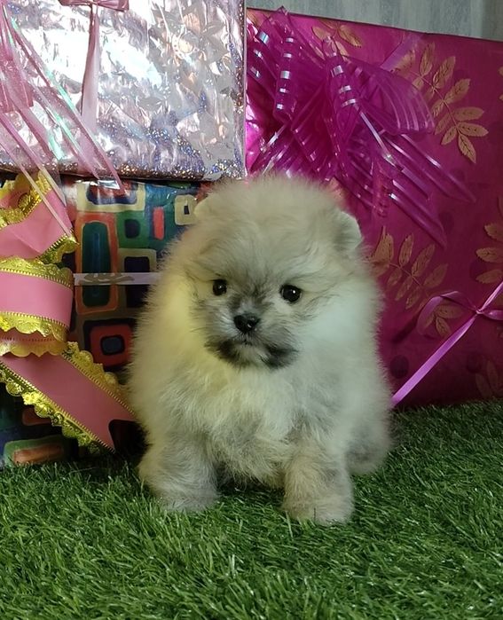 Мультяшный померашка