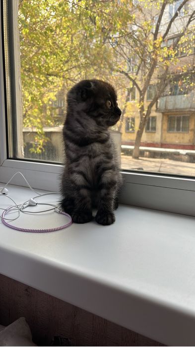 Шотланский котенок