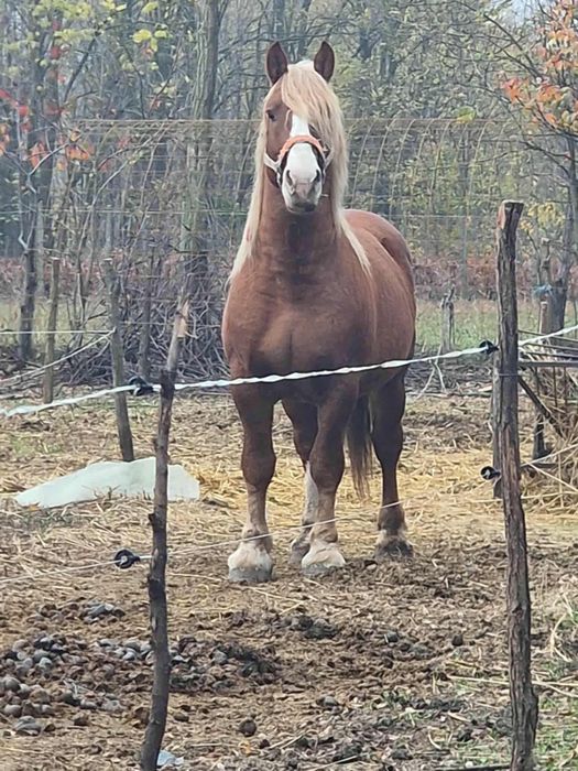 Armăsar de vânzare