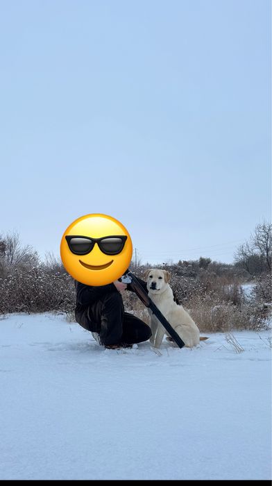 Лабрадор охотник