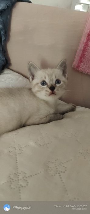 Котята возраст 1 мес