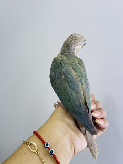 Пиррура silver ручной(ruchnoy)