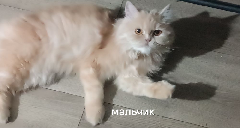 Чистокровные шотландские кошки.