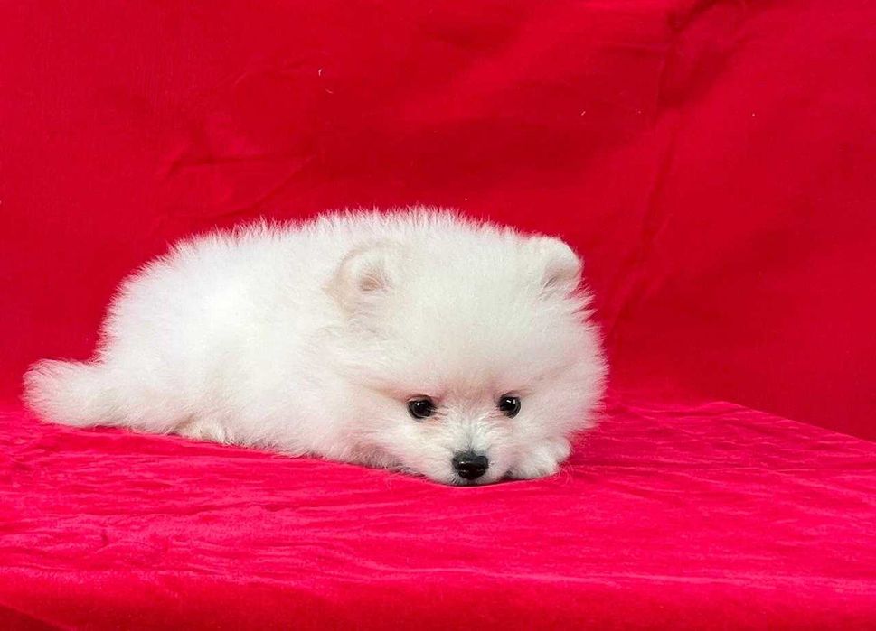 Немецкий  шпиц  .  С документами . Белая девочка.