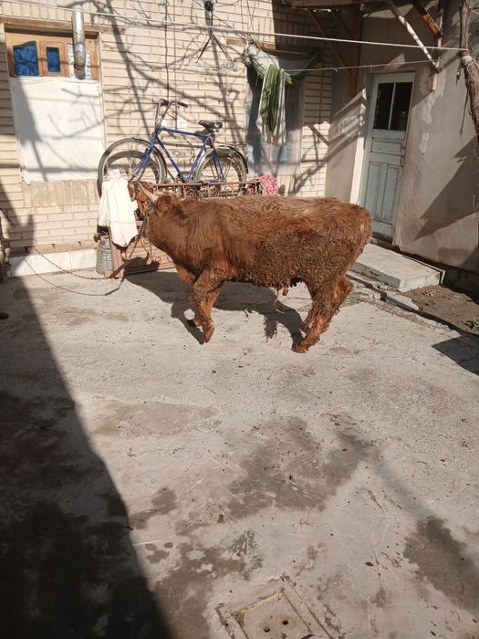 Buqacha sotiladi yeyishi yaxshi kamchiligi yoq 100%