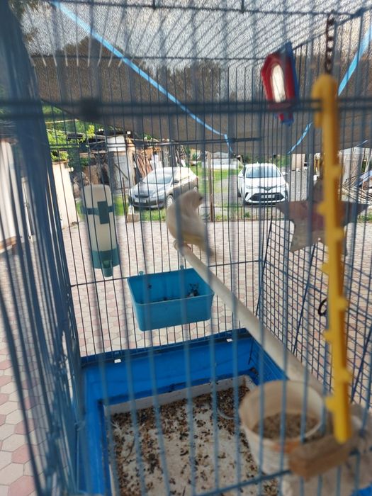 Кенар поющий молодой
