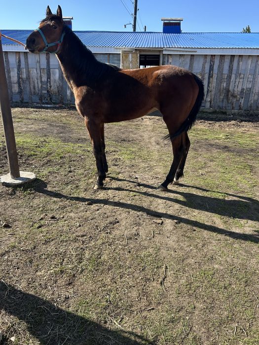 Чистокровный кобылка