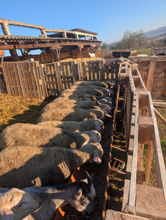 Berbeci pentru tigaie