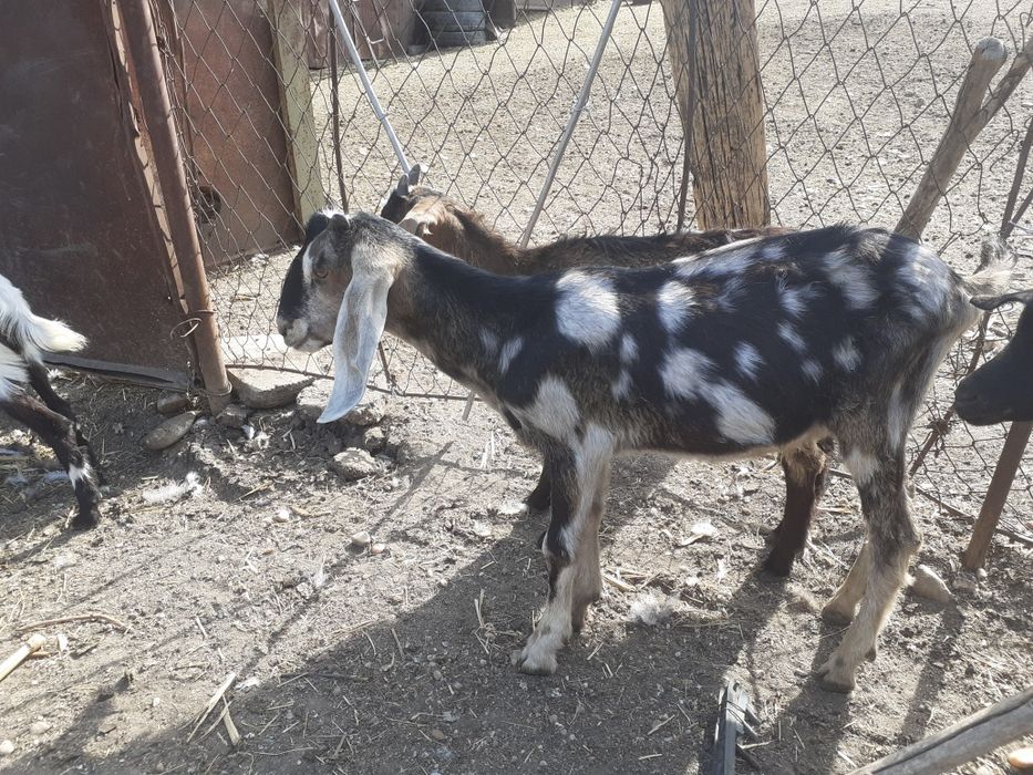 Tap anglonubian  tânăr