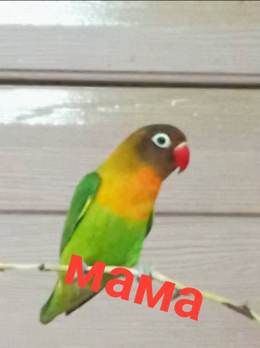 Неразлучники малыши  4  месяца