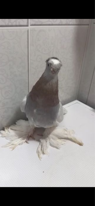 Продам голуби, кептер