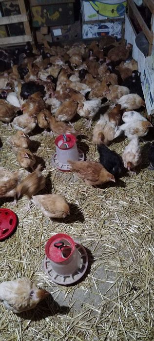 Puicuțe rasă mixtă mai multe detalii în privat!