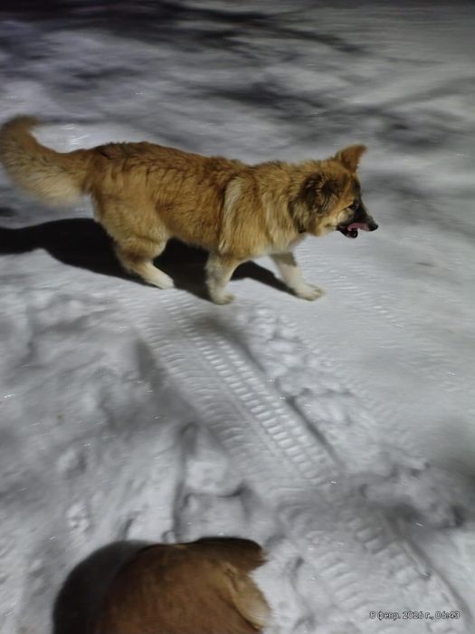 Ищем дом крупной собаке