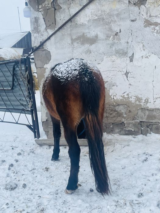 Продаёться жеребец 3 года