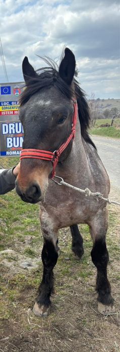 Vand sau schimb cu vitei manz de 11 luni