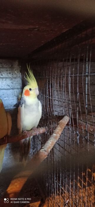 Кореллы  молодые