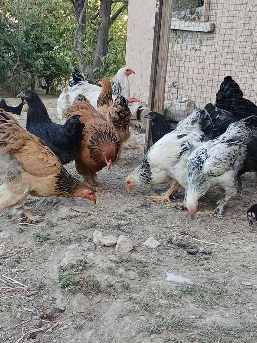 Jersey gigant va Brama zotli 5 oylik jo'jalar