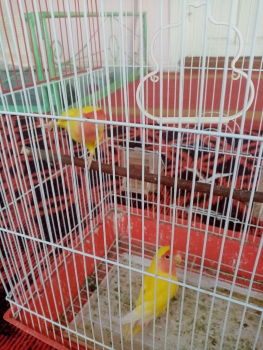 Toti qush hama yeri sog'lom lekin gapirmaydi