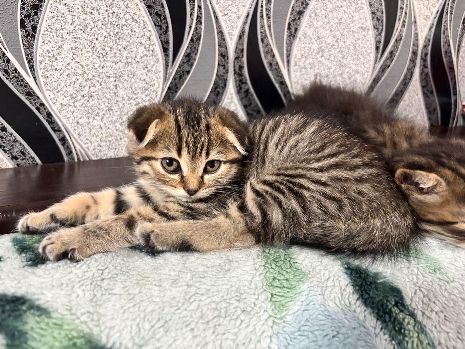 Продам котят     .