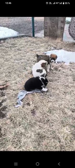 Щенков Алабая, привитые.