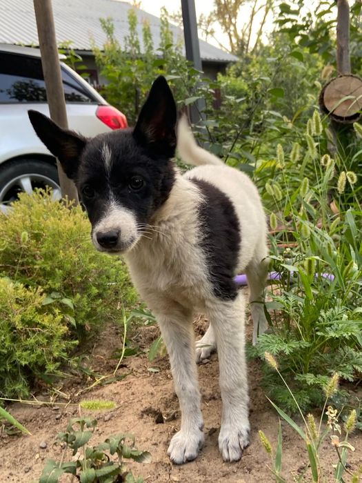 Отдам Щенка в хорошие руки