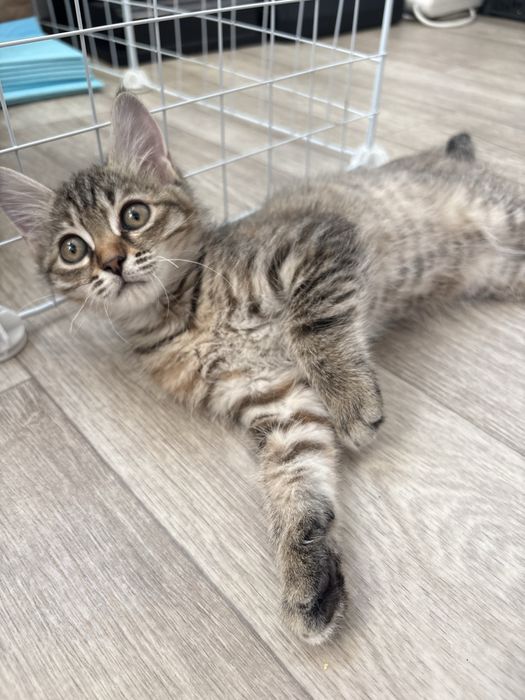 Котенок девочка 3 мксяца