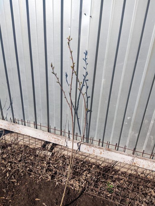 Саженцы черешни 2хлетка