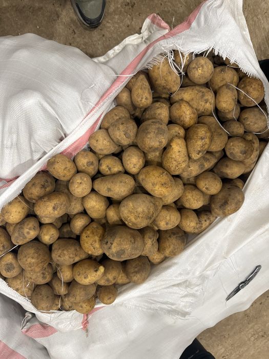 Продаю картофель с Кх