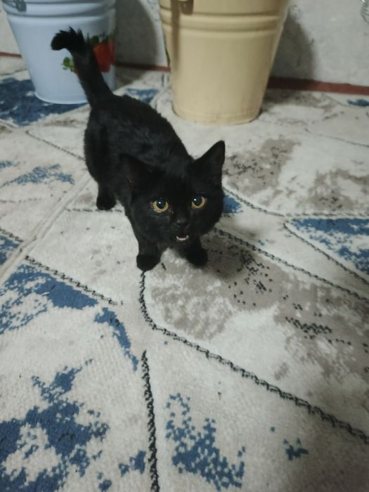 Mushuk  zotdor qiz bola