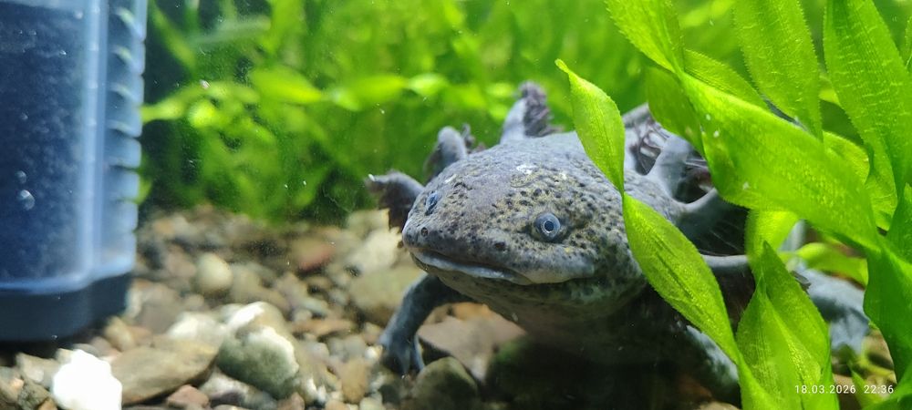 Аксалотль ( белый мальчи, серая девочка.)