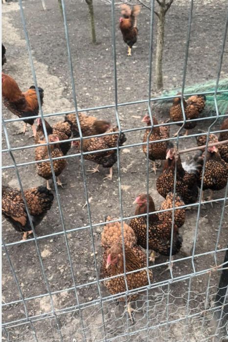 Oua pentru incubat wyandotte Gsg