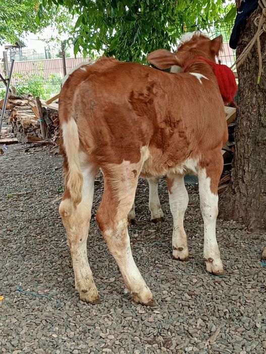 Vând vițica și tăuraș belgian