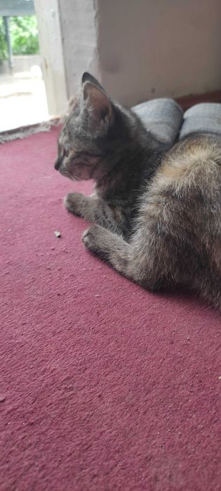 Котенок бесплатно